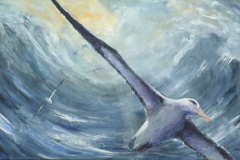 Albatros 
